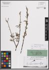 Foto von Salix eleagnos Scop.